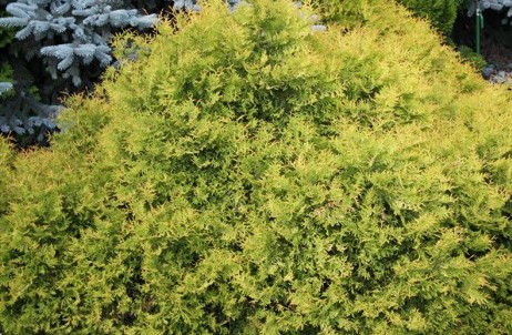 Туя западная Рейнголд